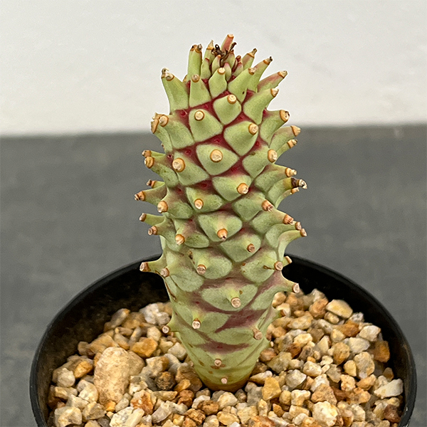 園芸ネット本店｜ユーフォルビア：ロンギツベルクローサ 2.5号鉢植え