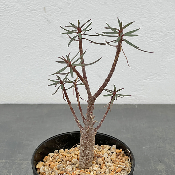 園芸ネット本店｜ユーフォルビア：バルサミフェラ 2.5号鉢植え の通販