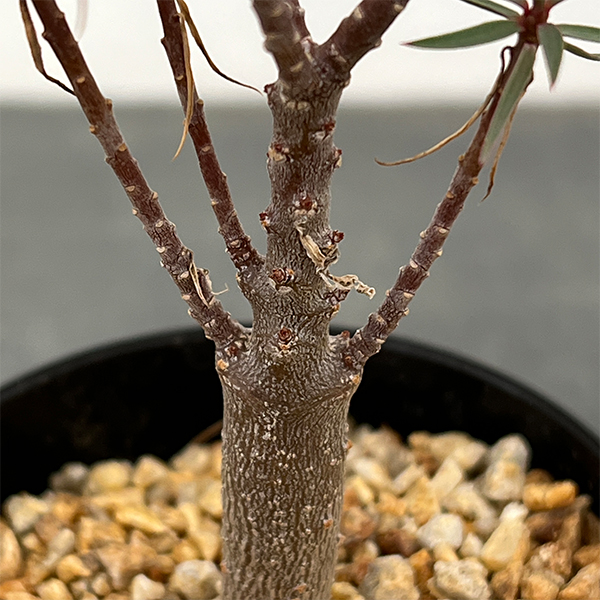 園芸ネット本店｜ユーフォルビア：バルサミフェラ 2.5号鉢植え の通販