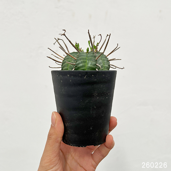 園芸ネット本店｜ユーフォルビア：バリダ（実生・特選株） 3号鉢植え