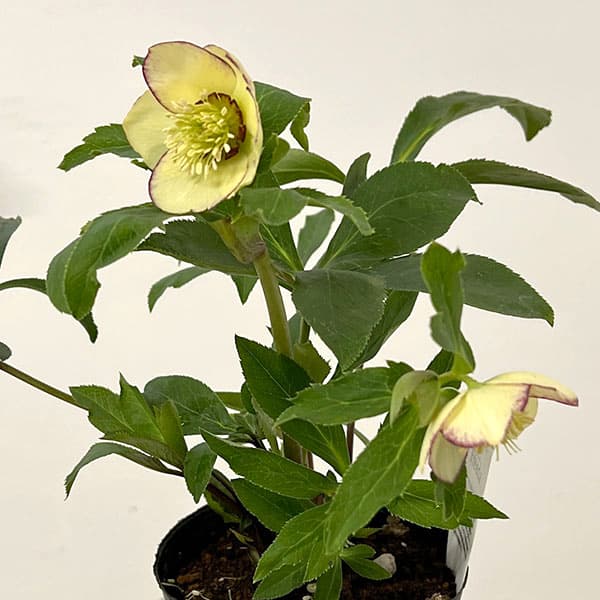 園芸ネット本店｜杉光園芸さんのクリスマスローズ：Freeda