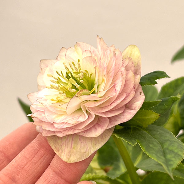 園芸ネット本店｜加藤農園さんのクリスマスローズ：26-01