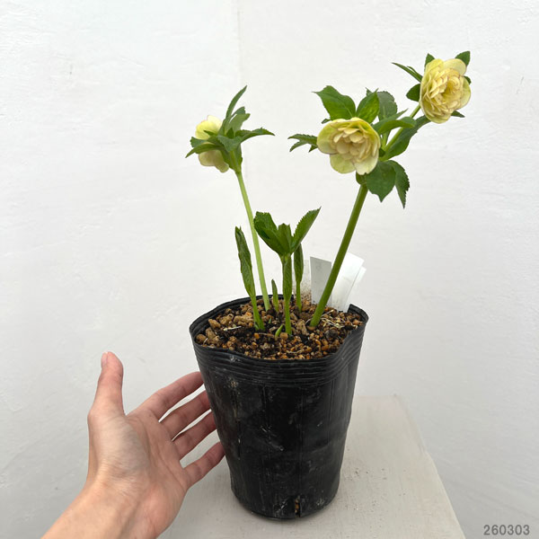 園芸ネット本店｜加藤農園さんのクリスマスローズ：26-05リトル
