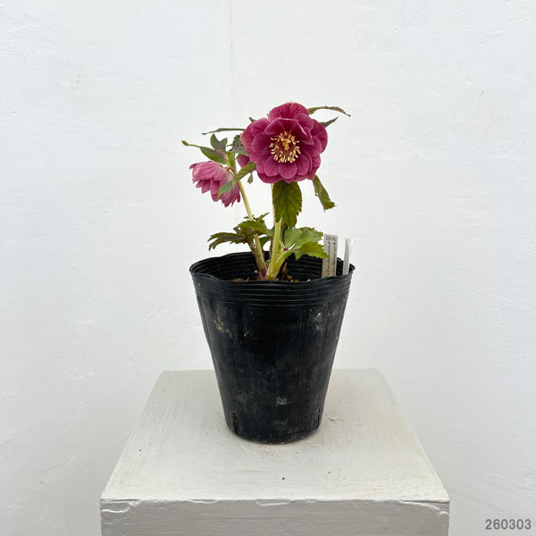 園芸ネット本店｜加藤農園さんのクリスマスローズ：26-19ダブル／4.5号