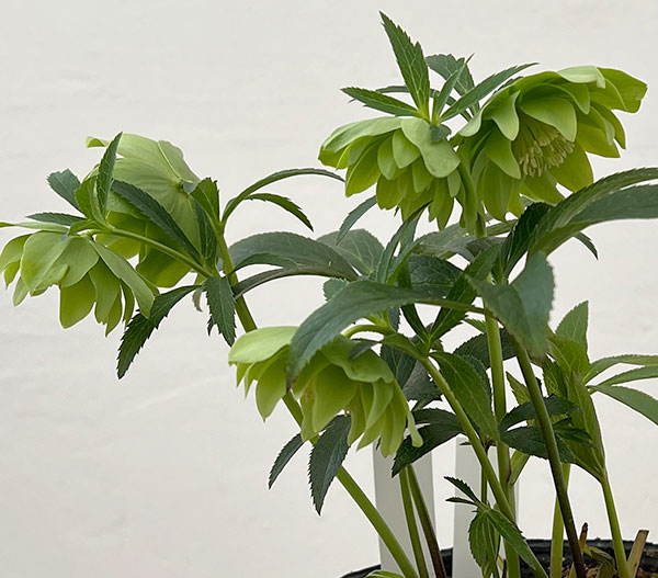 園芸ネット本店｜松村ナーセリーさんのクリスマスローズ：26-108