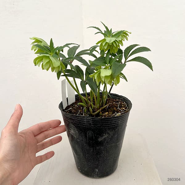 園芸ネット本店｜松村ナーセリーさんのクリスマスローズ：26-108