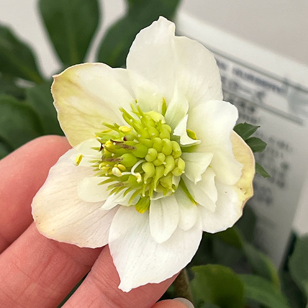 園芸ネット本店｜松村ナーセリーさんのクリスマスローズ：26-106ニゲル