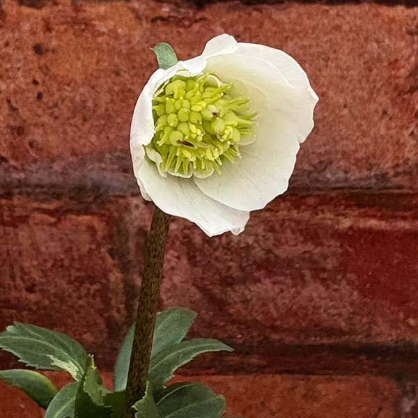 園芸ネット本店｜松村ナーセリーさんのクリスマスローズ：26-106ニゲル