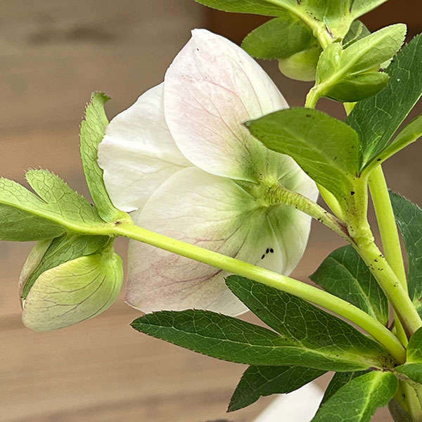 園芸ネット本店｜松村ナーセリーさんのクリスマスローズ：26-131