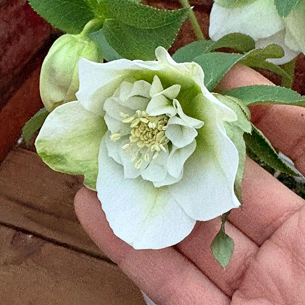 園芸ネット本店｜松村ナーセリーさんのクリスマスローズ：26-133