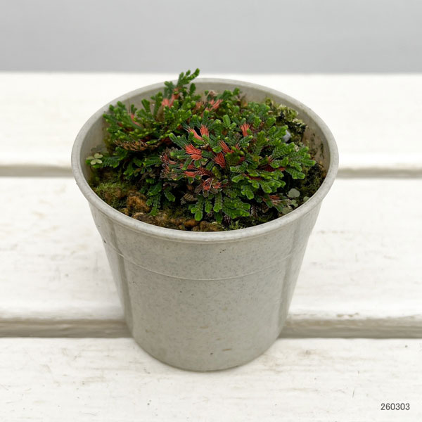 園芸ネット本店｜イワヒバ（イワマツ）：唐花3号ポット の通販【公式】