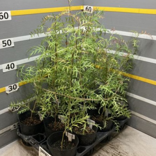 園芸ネット本店｜グレビレア：ブロンズランバー4号ポット の通販【公式】