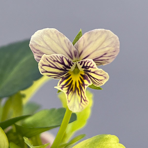 園芸ネット本店｜ビオラ：みつばちの羽音 ピンクビーバリエガータ