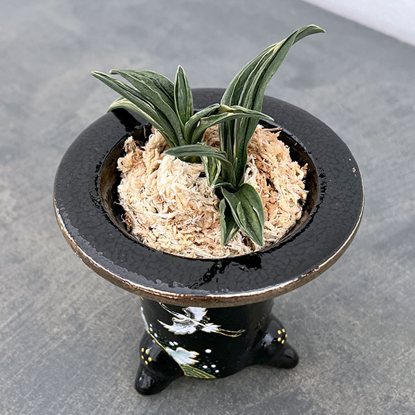 園芸ネット本店｜オモト（万年青）：瑞泉（ずいせん） 錦鉢（鶴）植え