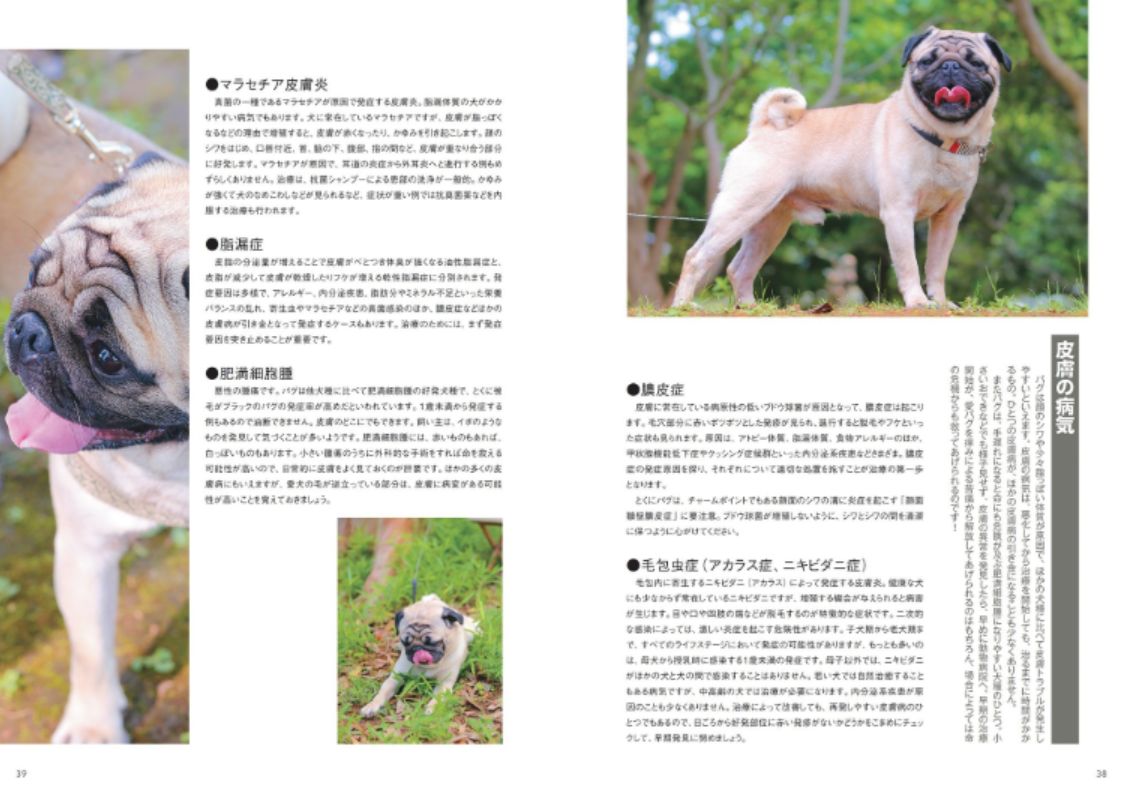 愛犬の友｜定期購読 - 雑誌のFujisan