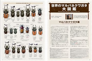 BE-KUWA（ビークワ）｜定期購読で送料無料