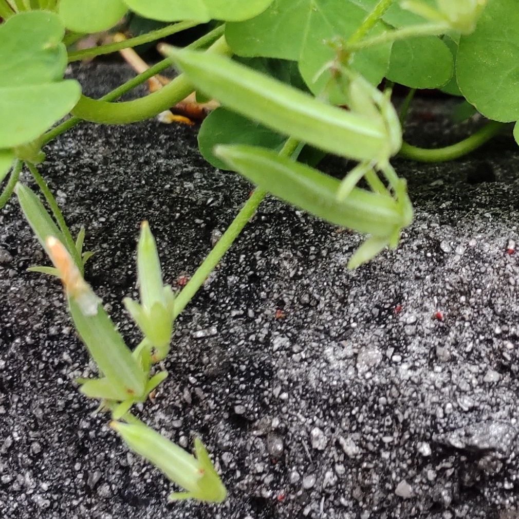 道端の雑草」触れるとはじけ飛ぶカタバミ種♡アニメ薬屋のひとりごと23