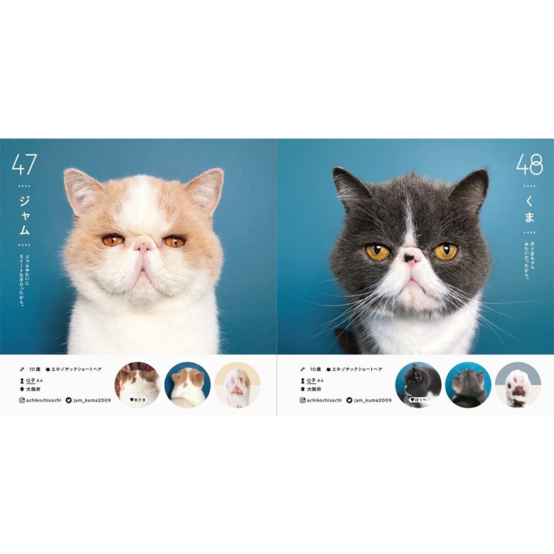 ねこさま名鑑100 : パイインターナショナル | HMV&BOOKS online