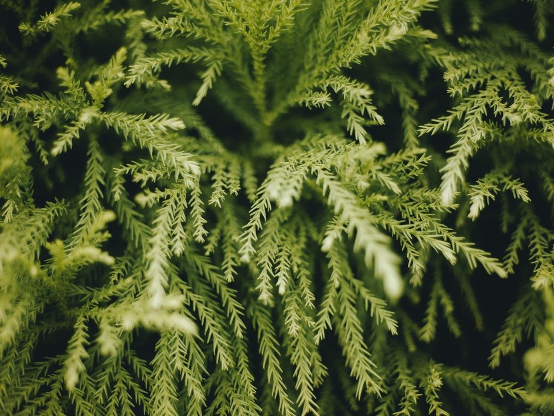 OLYMPUS F.ZUIKO AUTO-S 50mm F1.8を徹底解説。作例から中古相場まで