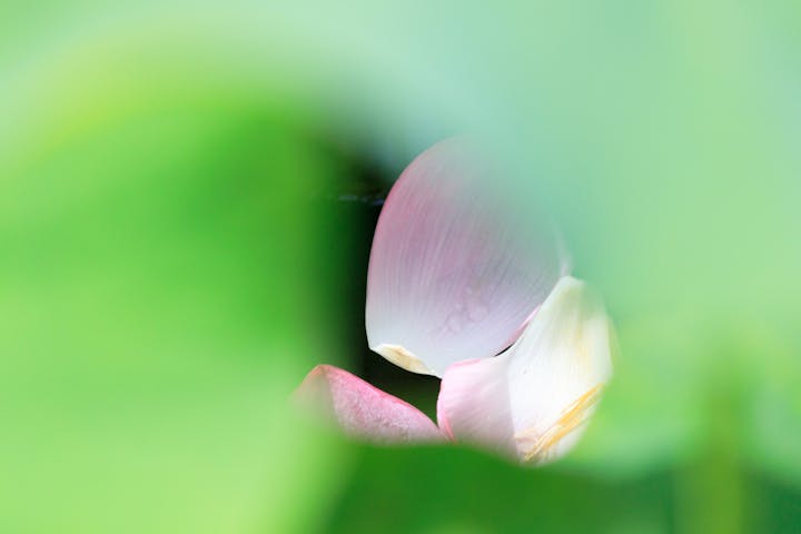 Canon EF-S55-250mm F4-5.6 IS STMを徹底解説。作例からレビューまで