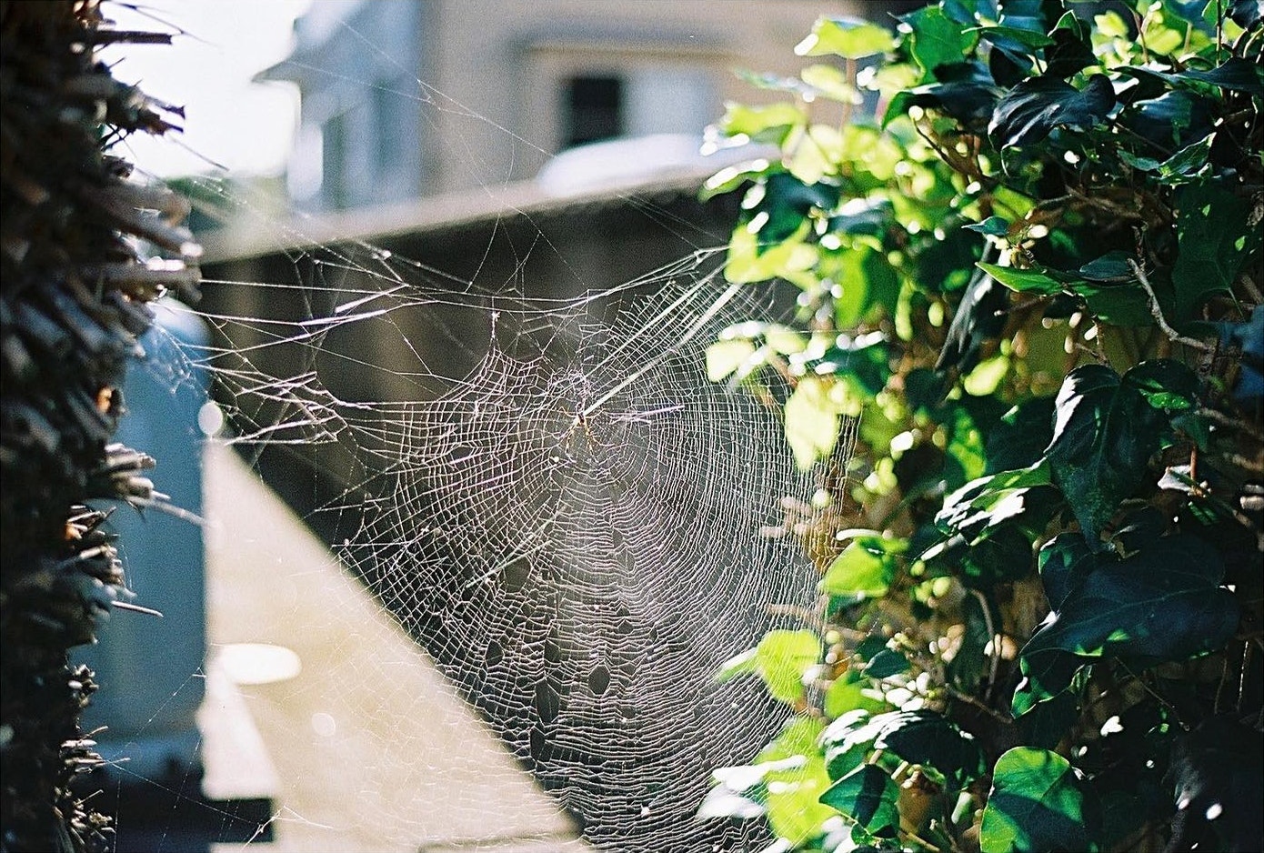 Nikon F100を徹底解説。作例からおすすめレンズまで | ONE SCENE（ワン