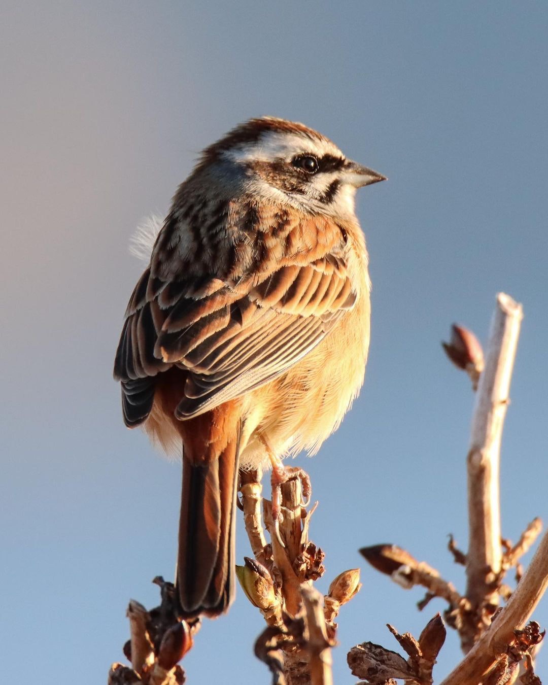 TAMRON SP 150-600mm F/5-6.3 Di VC USD G2（Model A022）[キヤノン用