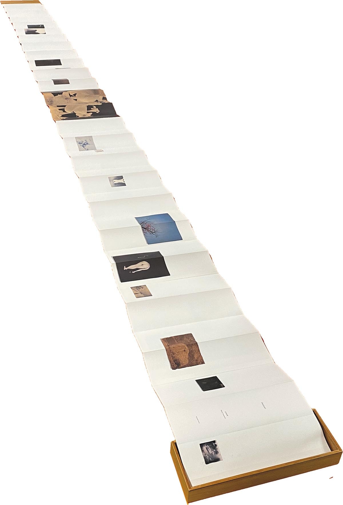 7001］ 山本昌男 masao yamamoto 直筆サイン本「omizuao オオミズアオ」