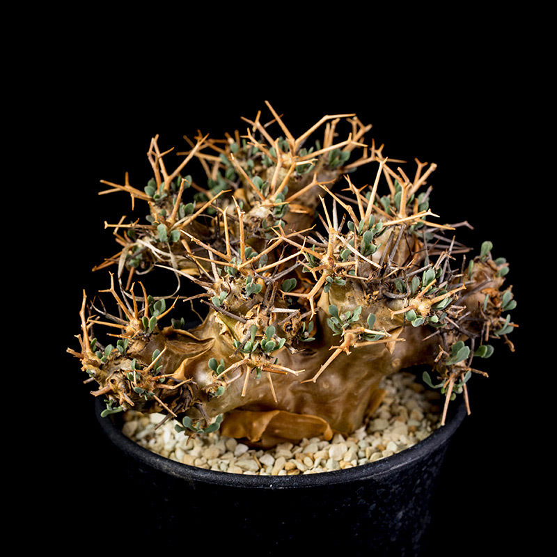 オトンナ・ユーフォルビオイデスの基本情報・育て方｜多肉植物