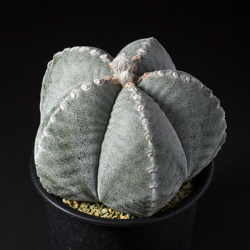 アストロフィツム鸞鳳玉（ランポー玉）の基本情報・育て方｜多肉植物