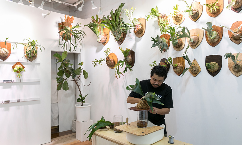 ビカクシダを壁に飾る存在感のあるビカクシダを板付きにする方法を学ぶ