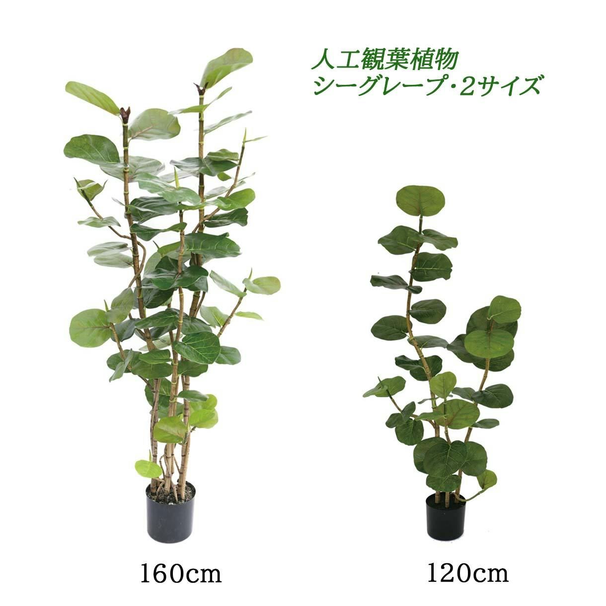 GREEN COFFRET シーグレープ160cm 人工観葉植物 フェイクグリーン