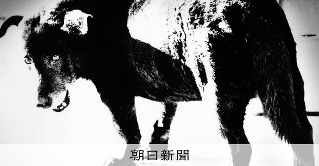 語る 人生の贈りもの）森山大道：11 こっちを見た野良犬 あ、俺だ