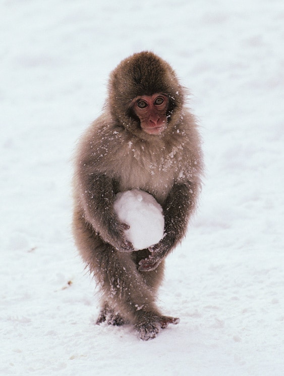 動物写真家 岩合光昭 オフィシャルサイト | 写真集「スノーモンキー