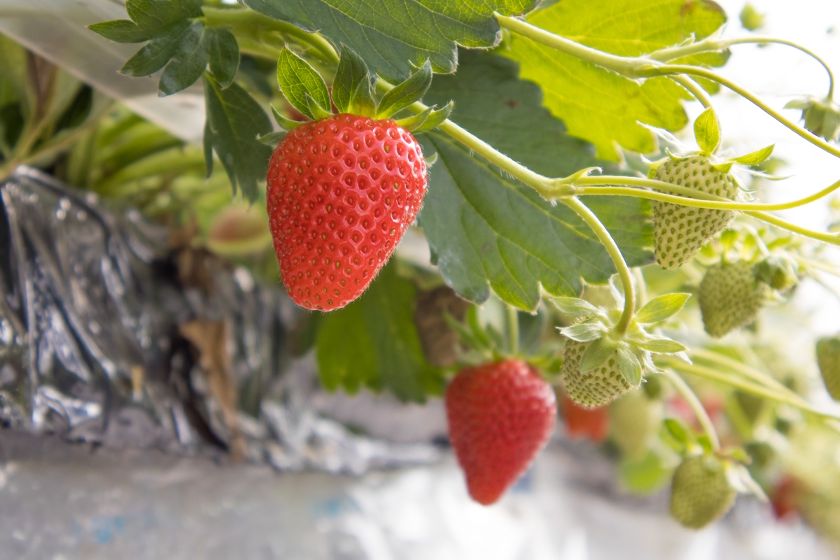 草野いちご園 | 生産者 | いわきのめぐみNavi