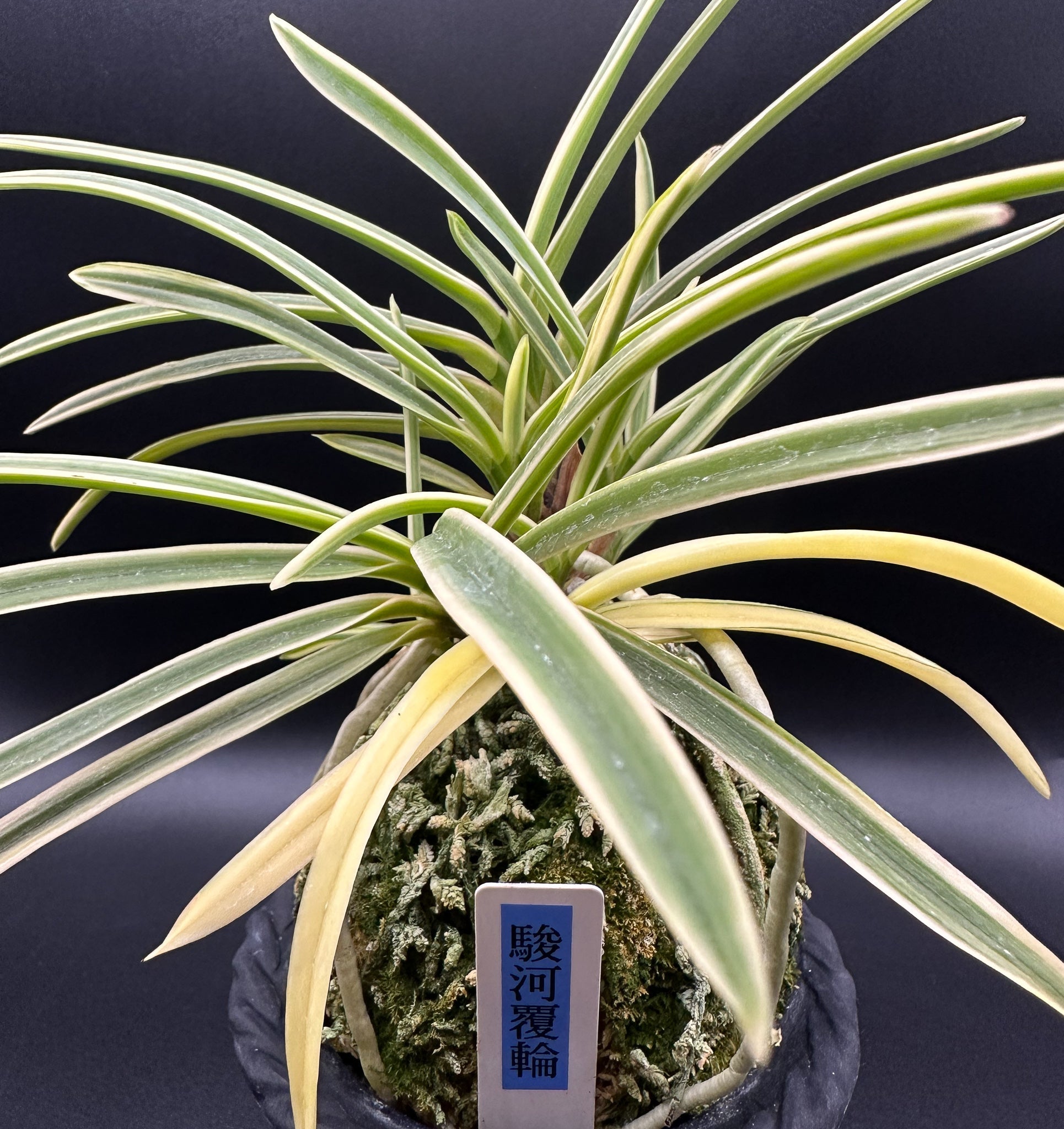 富貴蘭［無地葉変わり］ 富貴蘭「太閤覆輪（黒真珠覆輪）」本性品芽変わり