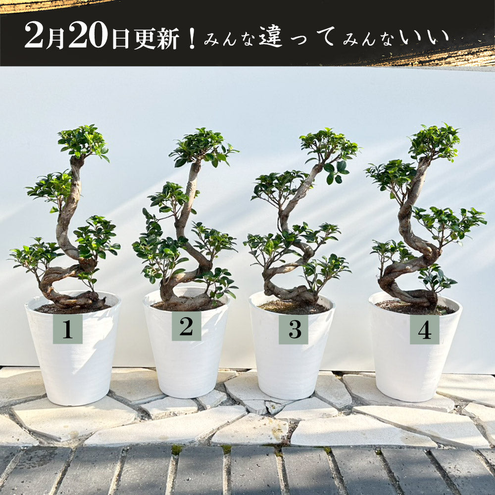 宝石のような観葉植物のお店 【Jewelry Plant】 ガジュマル 昇り竜 8