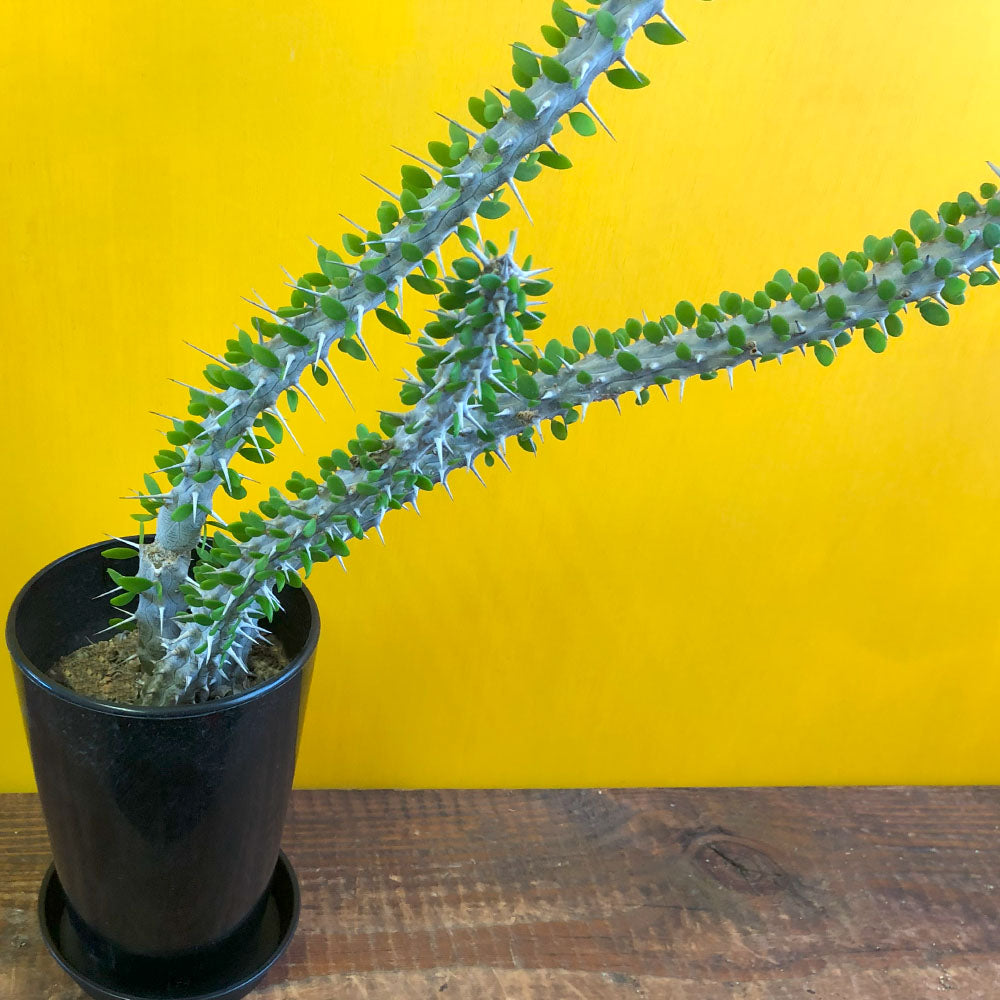 希少品種 大型 アローディア プロセラ 4号 【現品】 選べる鉢