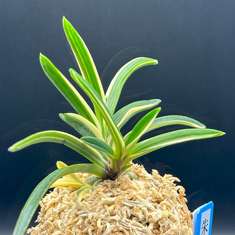 富貴蘭 風蘭 蘭 朱天王白縞 しゅてんのうしろしま 2本立 【現品】 T741