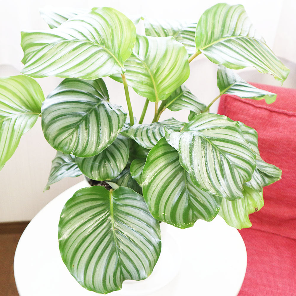 宝石のような観葉植物のお店 【Jewelry Plant】 カラテア オルビ