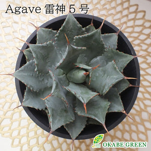 宝石のような観葉植物のお店 【Jewelry Plant】 アガベ 雷神 5号