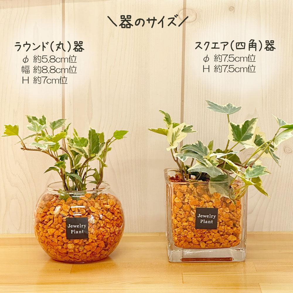 ハイドロカルチャー オレンジゼオライト アイビー – Jewelry Plant online