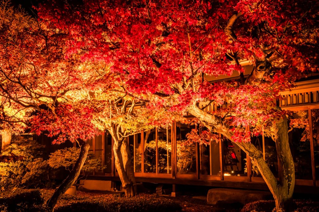 兵庫県内「ドラマチックなもみじ狩り」オススメ3選 ライトアップで煌