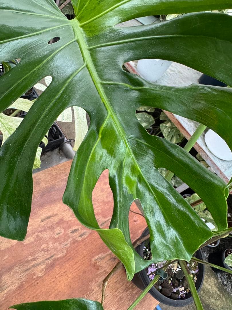 モンステラ グリーンオングリーン（GOG） – JolieNursery