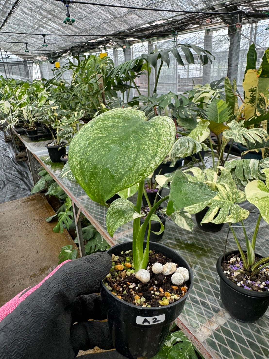 モンステラ デリシオーサ ホワイトモンスター 天津蘭 斑入り 3号 希少