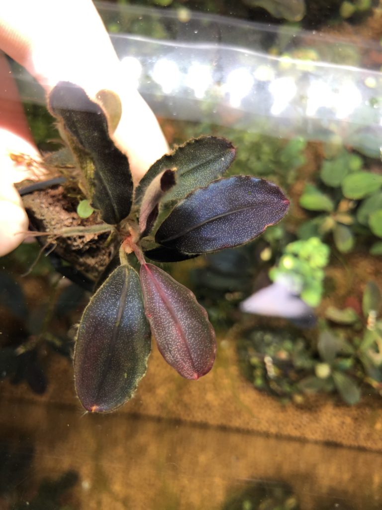 ブセファランドラsp.ブラウニー ネオ 2015❣️ Bucephalandra sp