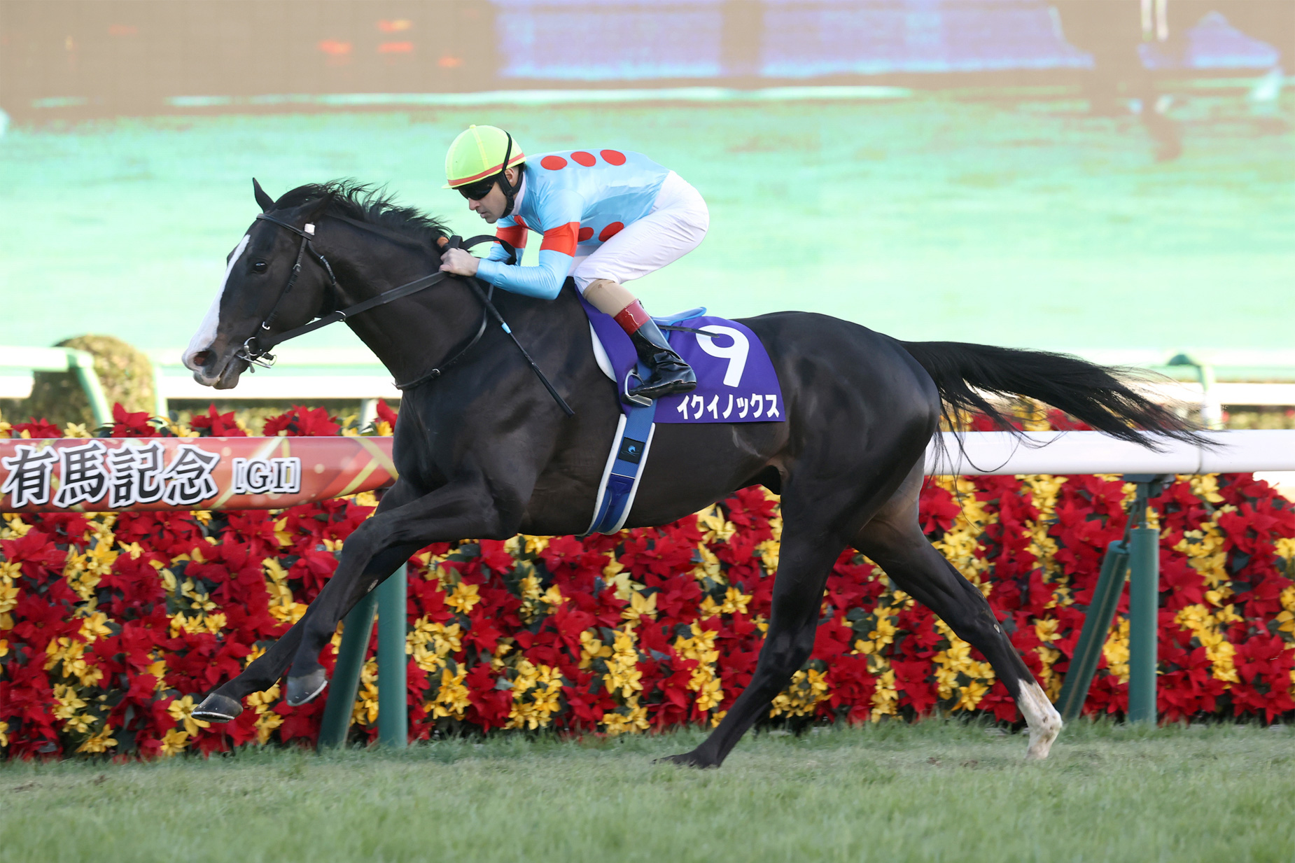 新品 イクイノックス 世界50枚限定 ドバイ 競馬 JRA イクイノックス