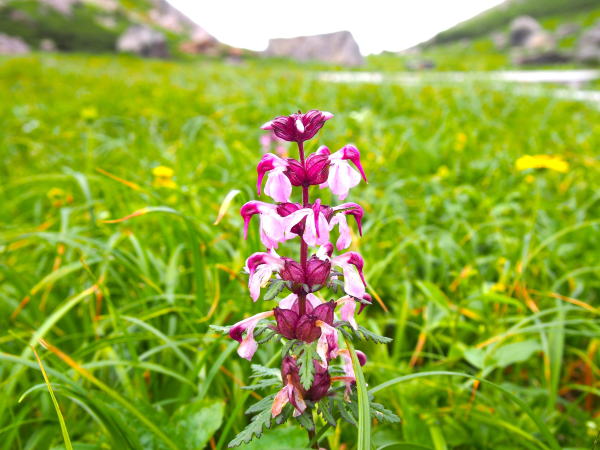 高山植物花図鑑