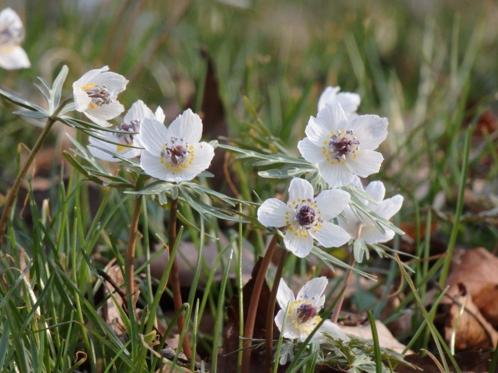 🌼早春の花情報🌼（ロウバイ・福寿草・節分草）2/22~節分草園開園