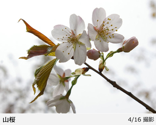 サクラ(桜) 山桜(ヤマザクラ)[五年生苗] - 果樹苗・大苗・苗木販売の
