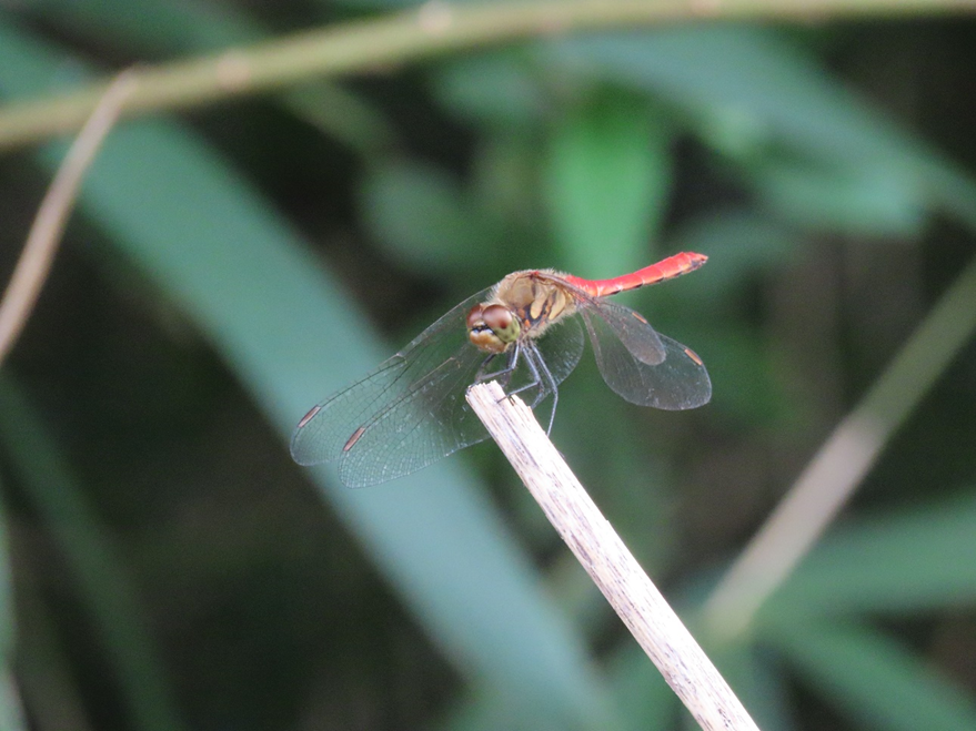 片瀬山の自然】川名清水谷戸9月のトンボ – 片瀬山 街ものがたり